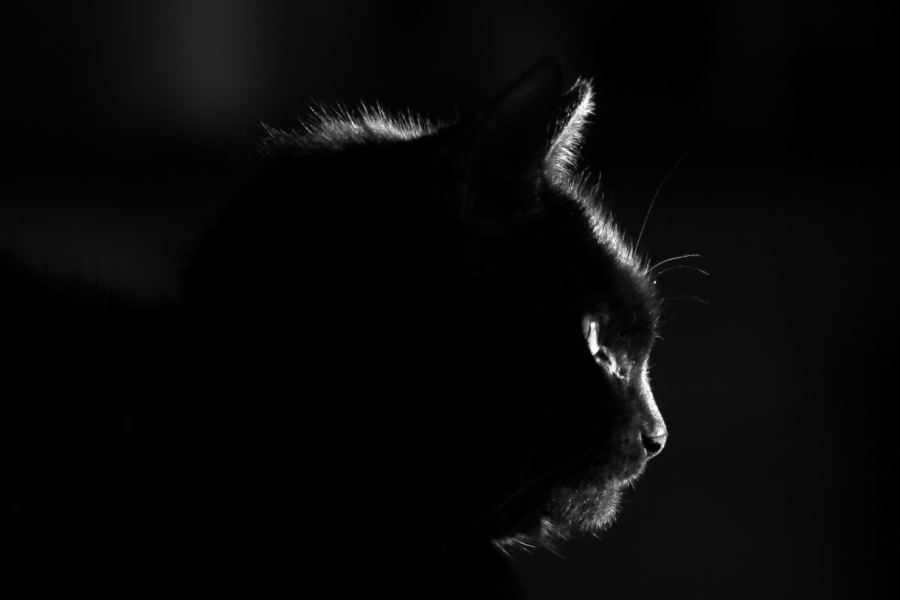 2014 01 04 HTP 22318ebw